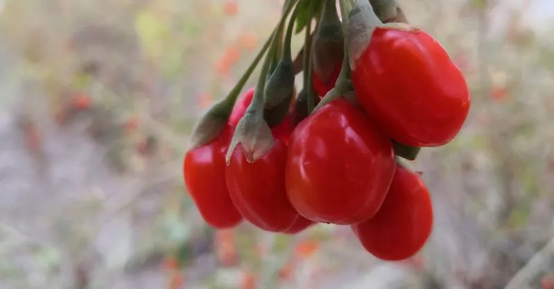Goji Berry Türkiyede Nerede Yetişir