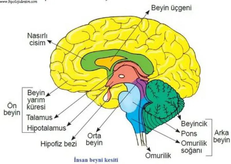 Merkezi Sinir Sistemi