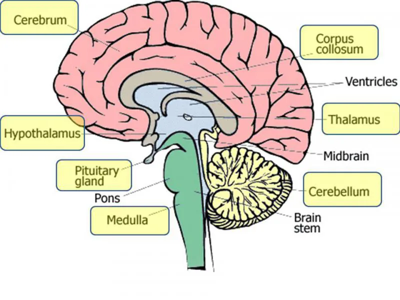 Merkezi Sinir Sistemi Organları