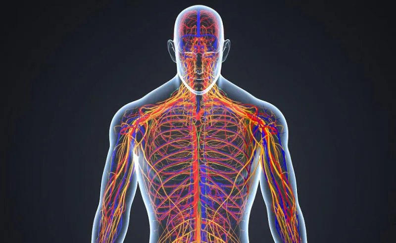 Sinir Sistemi Anatomisi