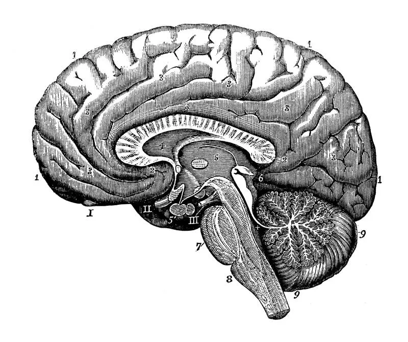 Sinir Sistemi Beyin