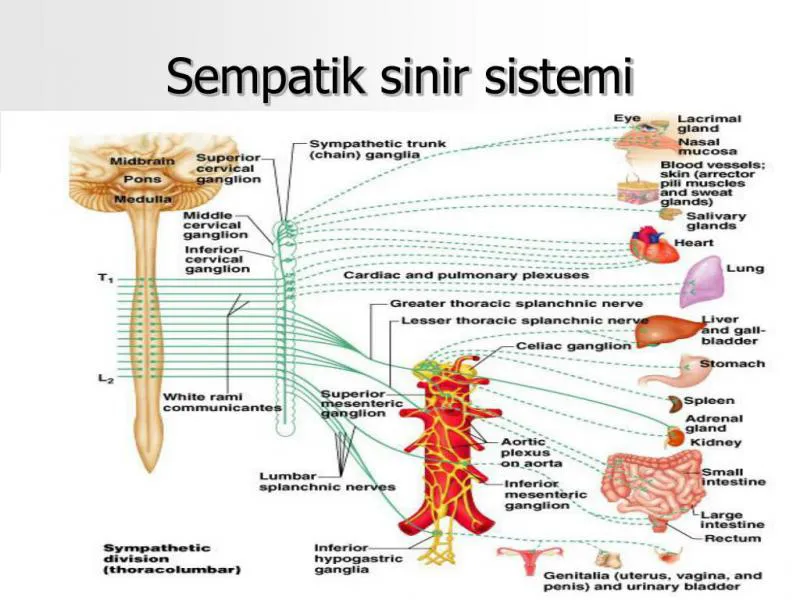 Sinir Sistemi Organları