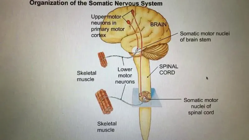 Somatik Sinir Sistemi